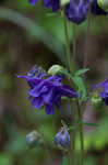 European columbine